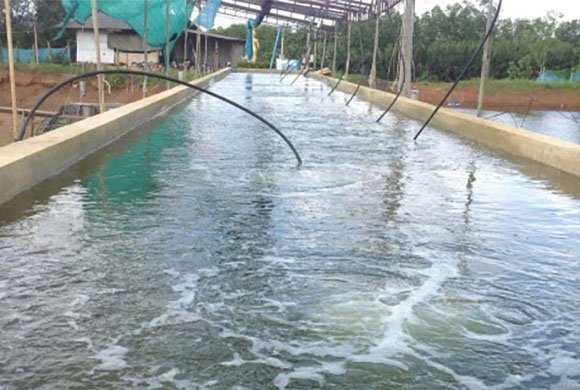 Thi Công Chống Thấm Hồ Cá